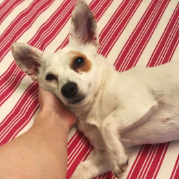 Fifi profile