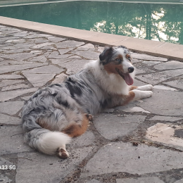 Talya profile
