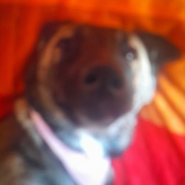 Coco profile