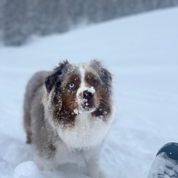 Simon profile