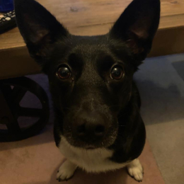 Doggo profile