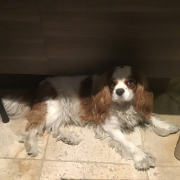 Lewis et romeo profile