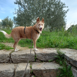 Uella profile