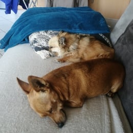 Laika et melly profile