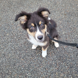 Max profile