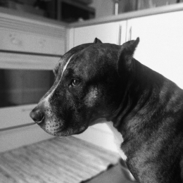 Zuber profile