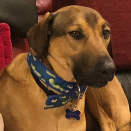 Waffy profile