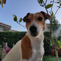 Doggo profile