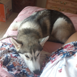 Noushka et schippy profile
