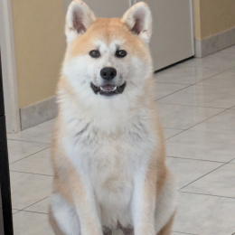 Tofu profile