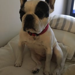 Heidi profile