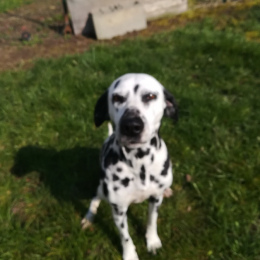 Nikita profile