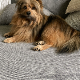 Roucky profile