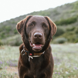 Tara profile
