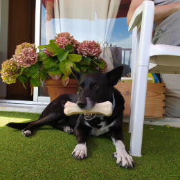 Karma profile