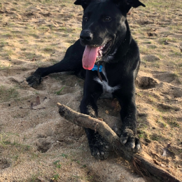 Leiko profile