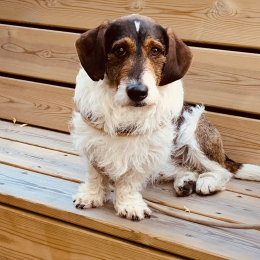 Marius profile
