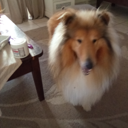 Doggo profile