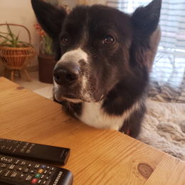 Clyde profile