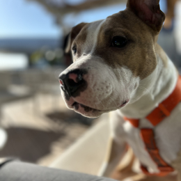 Tasha profile