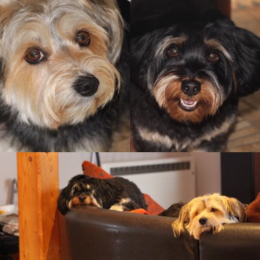 Nelson et whitney profile