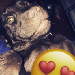 Falko profile