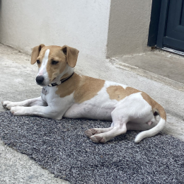 Tippie profile