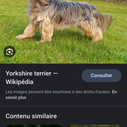 Doggo profile