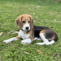 Vanille profile