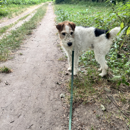 Milou profile