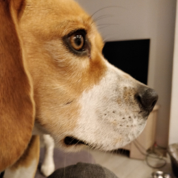 Doggo profile