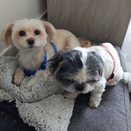 Elfy et honey profile