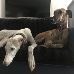 Naguère et tutty profile