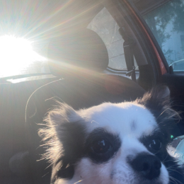 Nouky profile