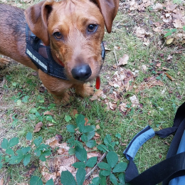 Udo profile