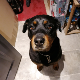 Doggo profile
