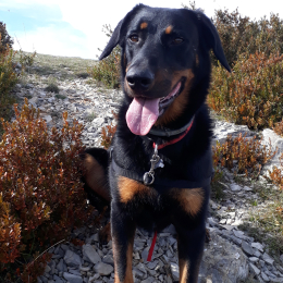 Marion profile