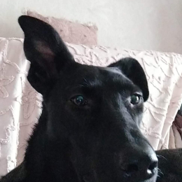 Dominique profile