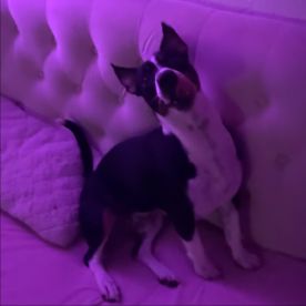 Louna