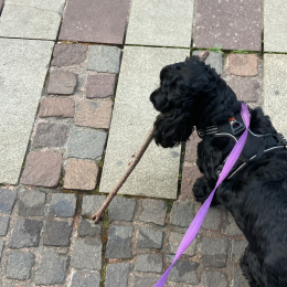 Ginette profile
