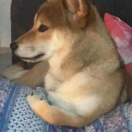 Letty profile