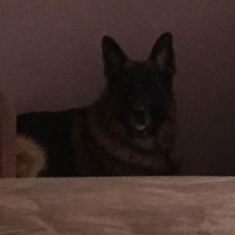 Jack profile