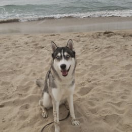 Doggo profile
