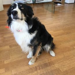 Newton profile