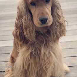 Stanley profile