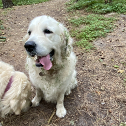 Pelops et gwen profile