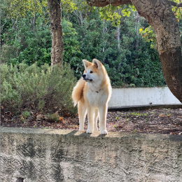 Shiro profile