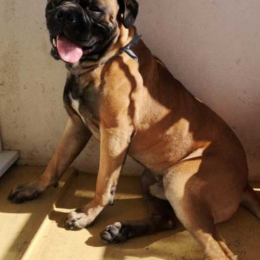 Onyx profile