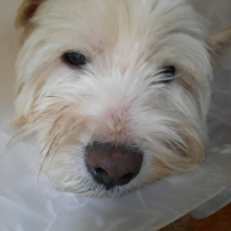 Scotty profile