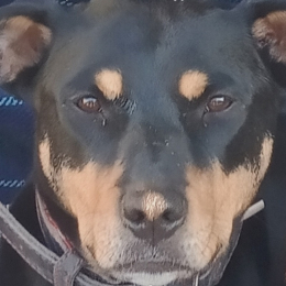 Foxiye profile